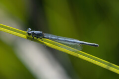 Ischnura perparva