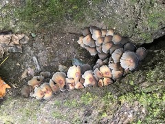 Agaricineae