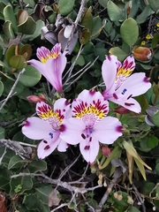 Alstroemeria pulchra