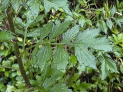 Erechtites valerianifolius