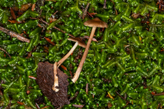 Inocybe napipes