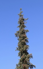 Abies bracteata