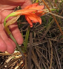 Cyrtanthus galpinii