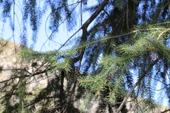 Abies bracteata