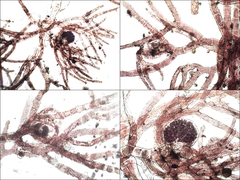 Callithamnion corymbosum