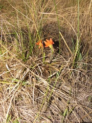 Cyrtanthus galpinii