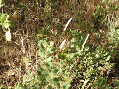 Dactylis glomerata hispanica