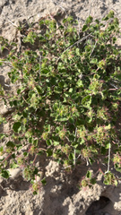 Acalypha monostachya