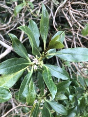 Myoporum laetum