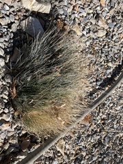Festuca idahoensis