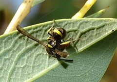 Parancistrocerus declivatus