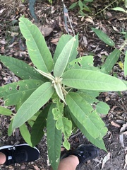 Astrotricha floccosa