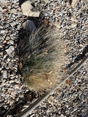 Festuca idahoensis