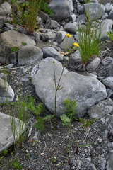 Ranunculus propinquus subborealis