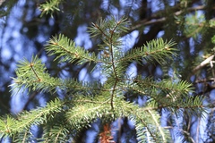 Abies bracteata