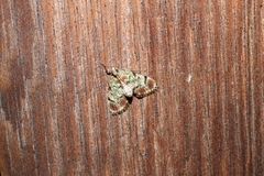 Epipaschia superatalis