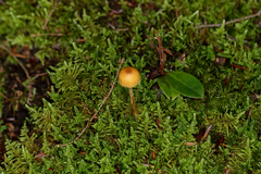 Galerina pumila