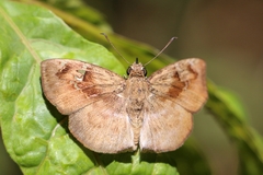 Quadrus u-lucida