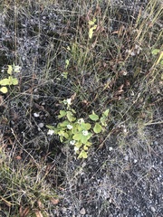 Symphoricarpos albus