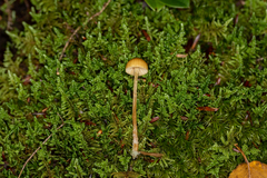 Galerina pumila