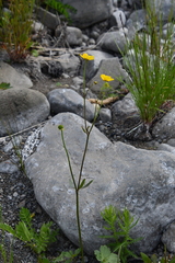 Ranunculus propinquus subborealis