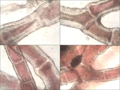 Callithamnion corymbosum