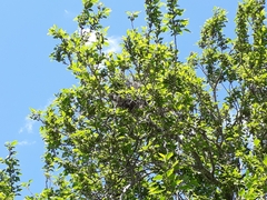 Pitangus sulphuratus