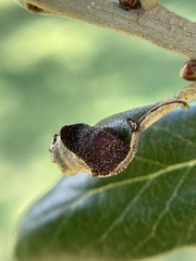Homoeolabus analis