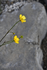 Ranunculus propinquus subborealis