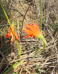 Cyrtanthus galpinii