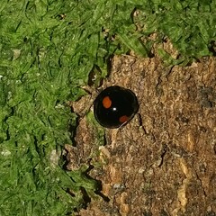 Chilocorus renipustulatus