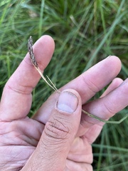 Carex nudata