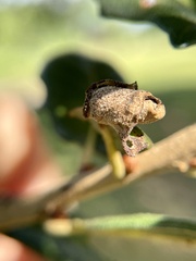 Homoeolabus analis