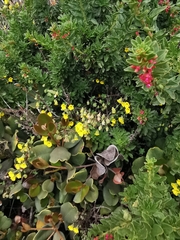 Tropaeolum brachyceras