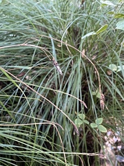 Carex nudata