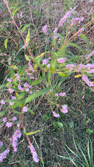 Persicaria pensylvanica