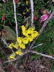 Tropaeolum brachyceras