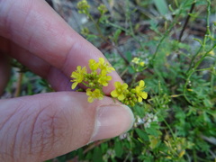 Rorippa sylvestris