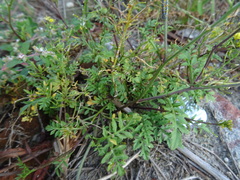 Rorippa sylvestris