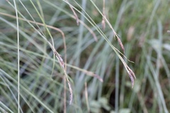 Carex nudata