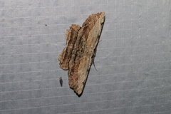 Lytrosis unitaria