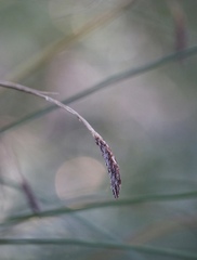 Carex nudata