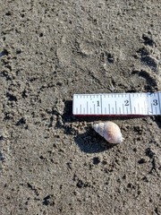 Nassarius fossatus
