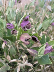 Mirabilis multiflora