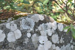 Physcia caesia