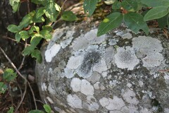 Physcia caesia