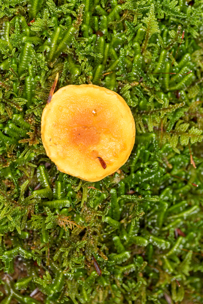 False Chanterelle from Clarion County, PA, USA on September 23, 2022 at