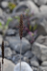 Trisetum spicatum