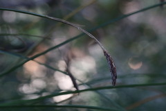 Carex nudata