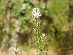 Asphodelus aestivus